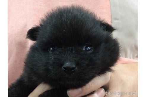 成約済の山口県のポメラニアン-184857の2枚目